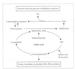 Image of Metabolic pathways diagram